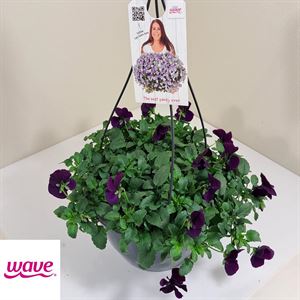 Bild von Viola HP27 Cool Wave Purple